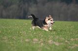 CORGI PEMBROKE 1464
